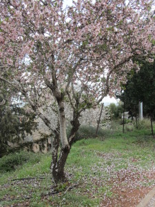 Almond tree 2