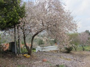 Almond tree 7