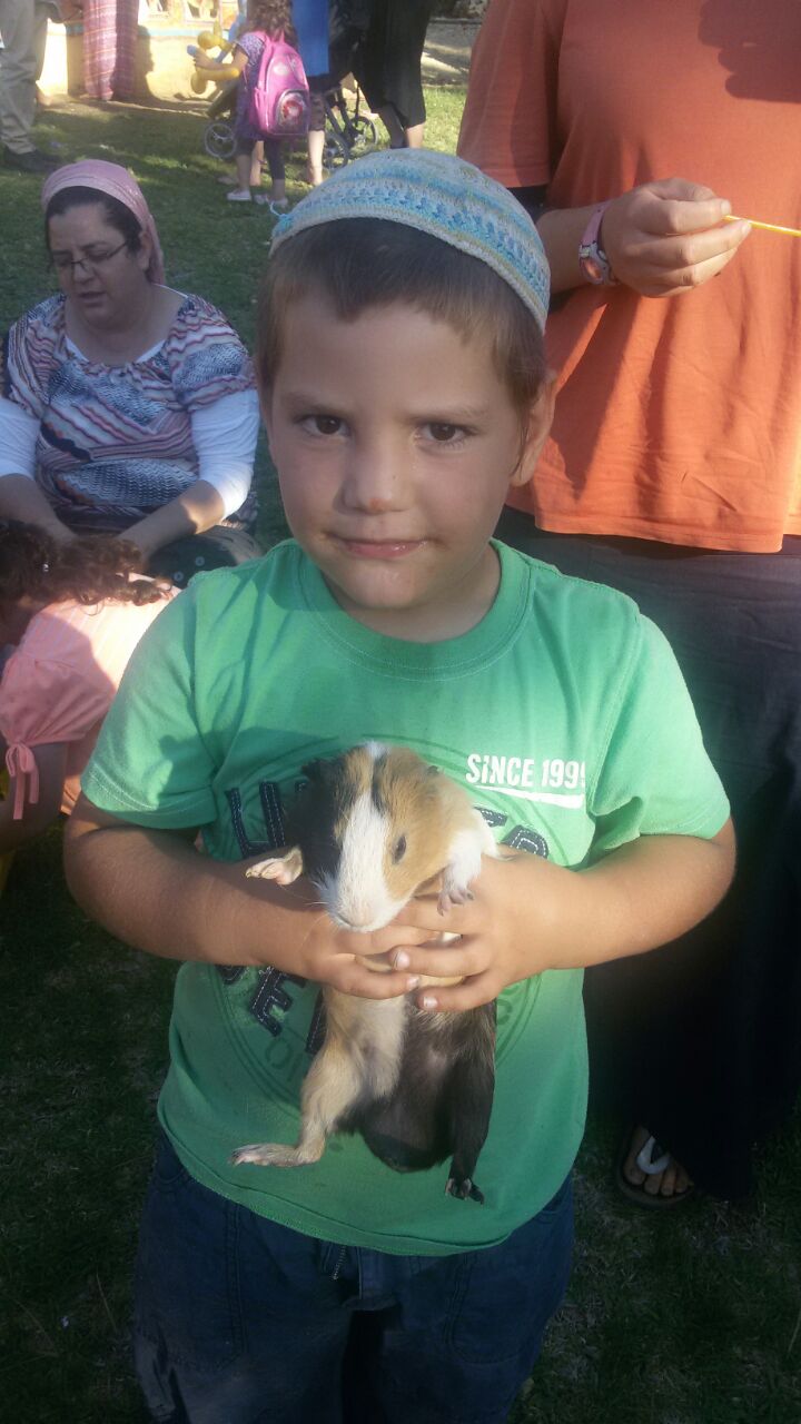 Rabbit