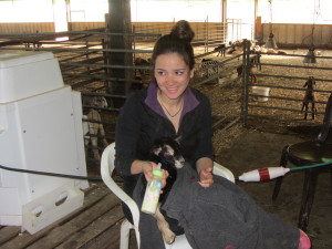 millking goats