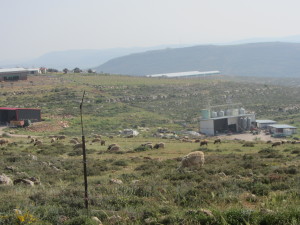 sheep 1