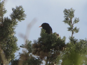 singing bird
